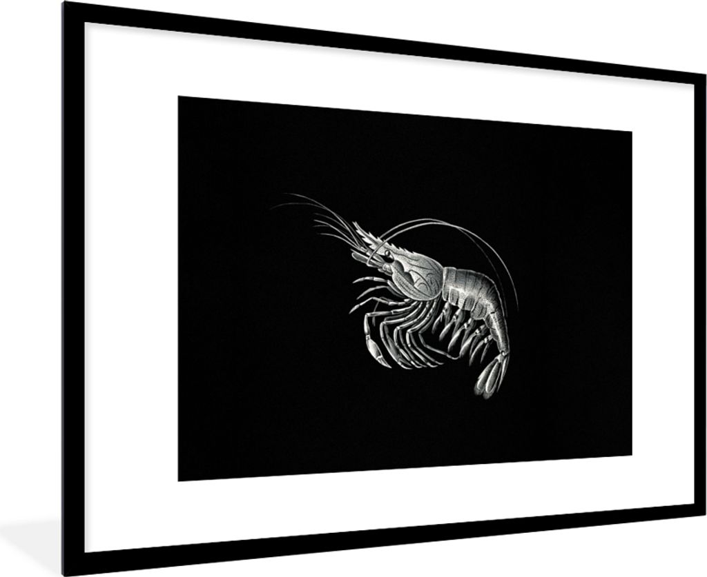 MuchoWow Gerahmtes Poster Shrimps - Vintage - Ernst Haeckel - Tiere - Kunst 90x60 cm - Poster mit Schwarzem Bilderrahmen Wandposter Rahmen Foto B...