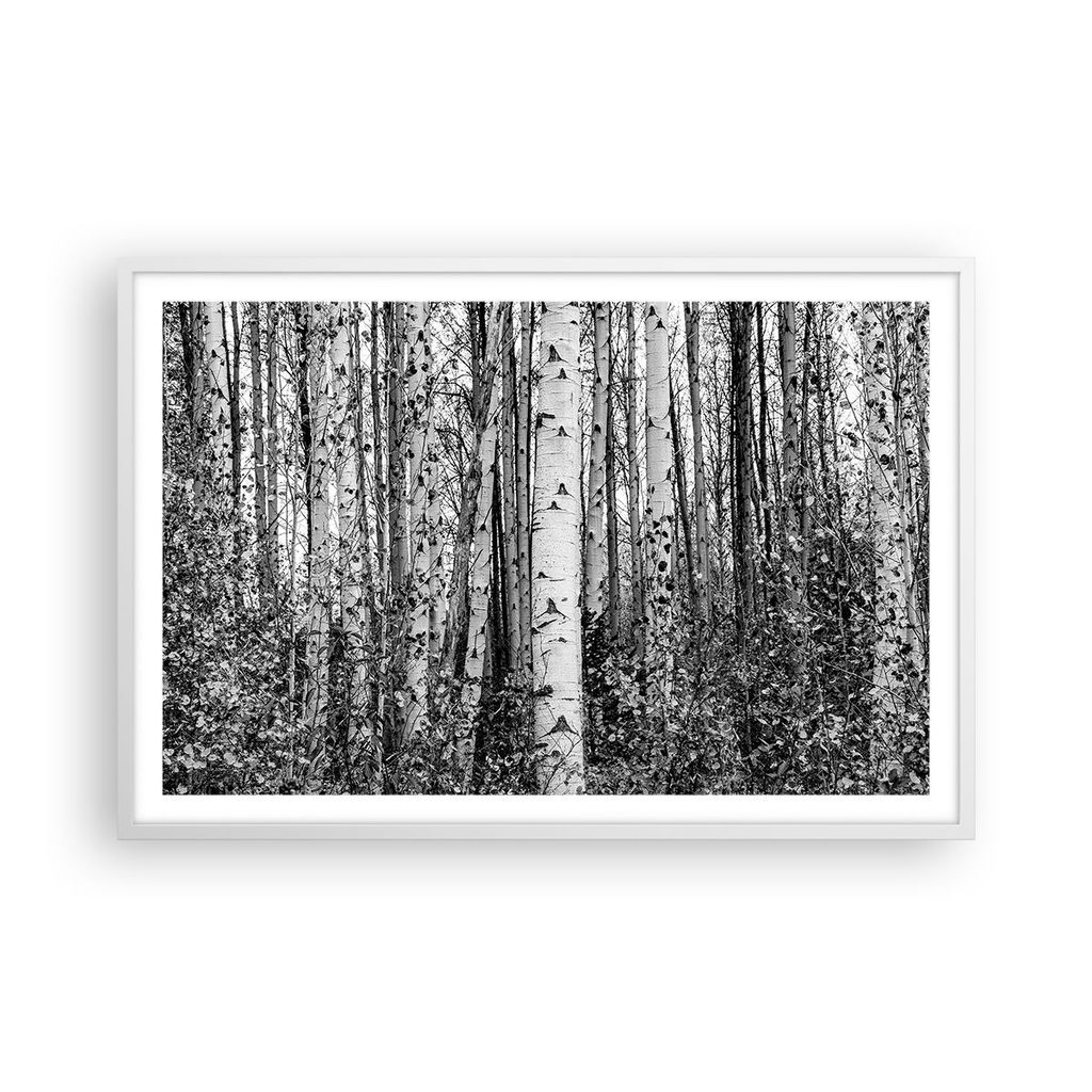 Gerahmtes Poster - Weißer Rahmen - Birken Wald Monochrom - 91,5x61 cm - Wand Bild - Wanddeko - Wandbilder - Kunstposter - Wandposter - Bilderrahme...