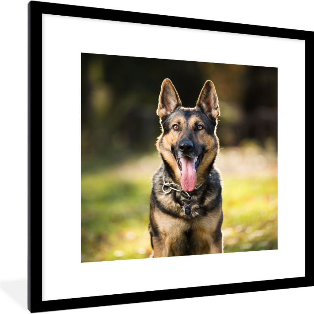 MuchoWow Gerahmtes Poster Ein Deutscher Schäferhund lächelt mit heraushängender Zunge in die Kamera 40x40 cm - Poster mit Schwarzem Bilderrahm...