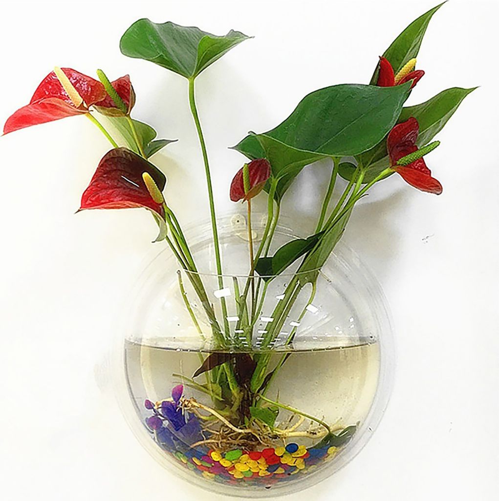1 Set Fish Tank Fashion Dekorative universelle Wandmontage Hanging Flower Vase Home Decor für Haushalt-Transparent ,Größen:19.5cm