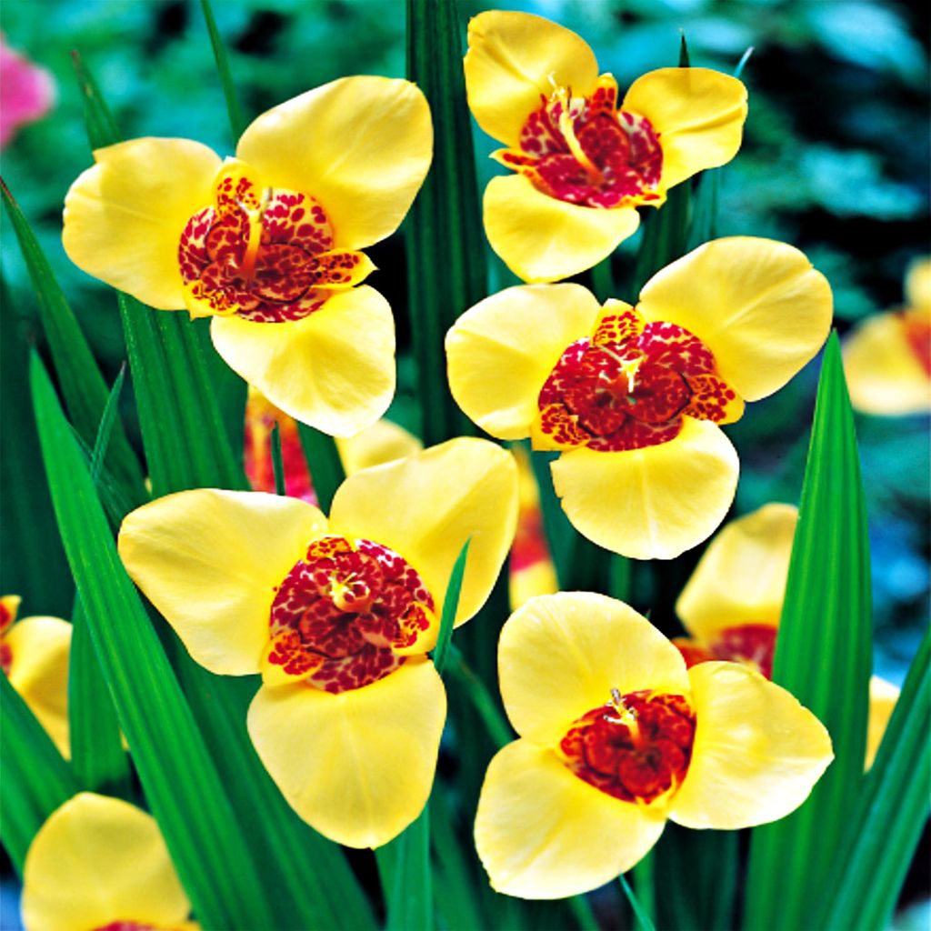 Tigrida Tygrysówka Pawia Aurea 10 bulbi di fiori tigrysówka Immagine del prodotto 