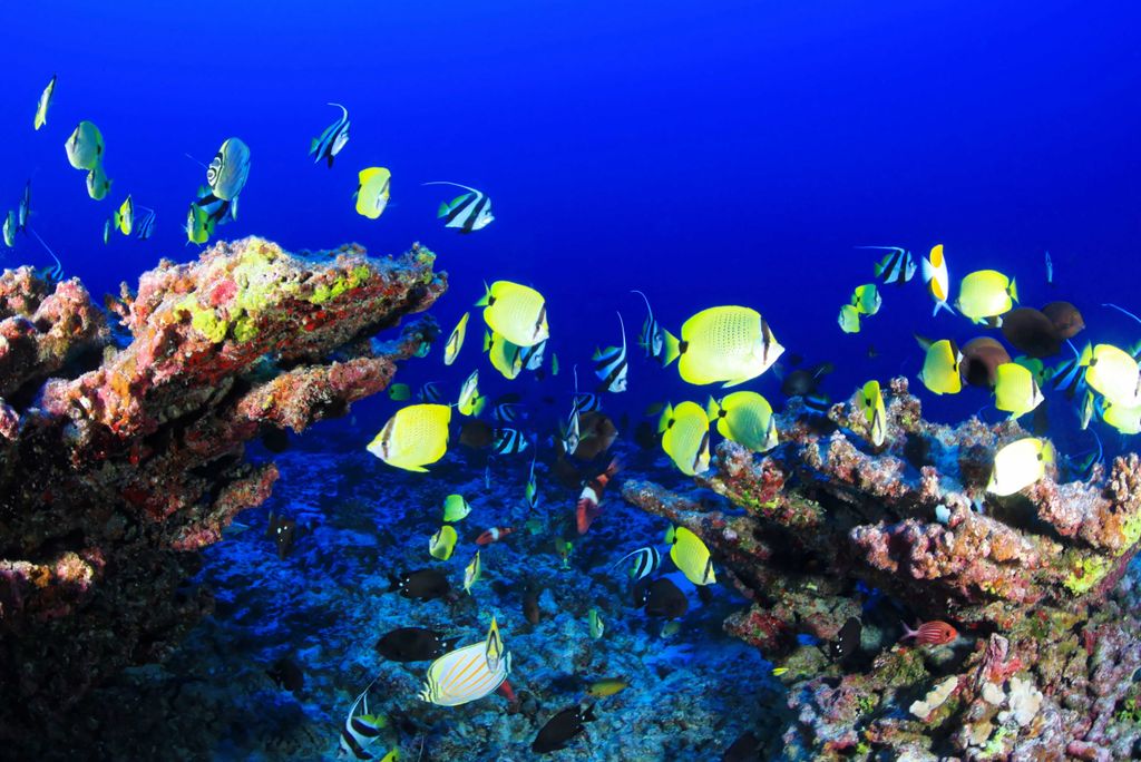 hansepuzzle 40002 - Korallenriff Puzzle, 2000 Teile, Reisen, 90,0 x 60,0cm mit hochwertiger Aufbewahrung, Kartonbox und wiederverschließbarem Beutel