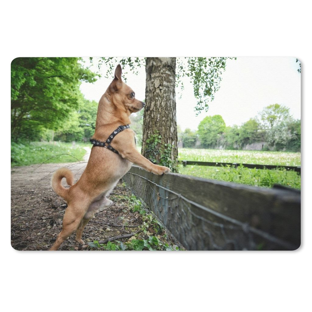 MuchoWow Mauspad Mousepad Ein Chihuahua schaut über das Gras 27x18 cm - Mousepads - Maus Mat - Pad - Mausunterlage - Büroartikel - Desk Matten
