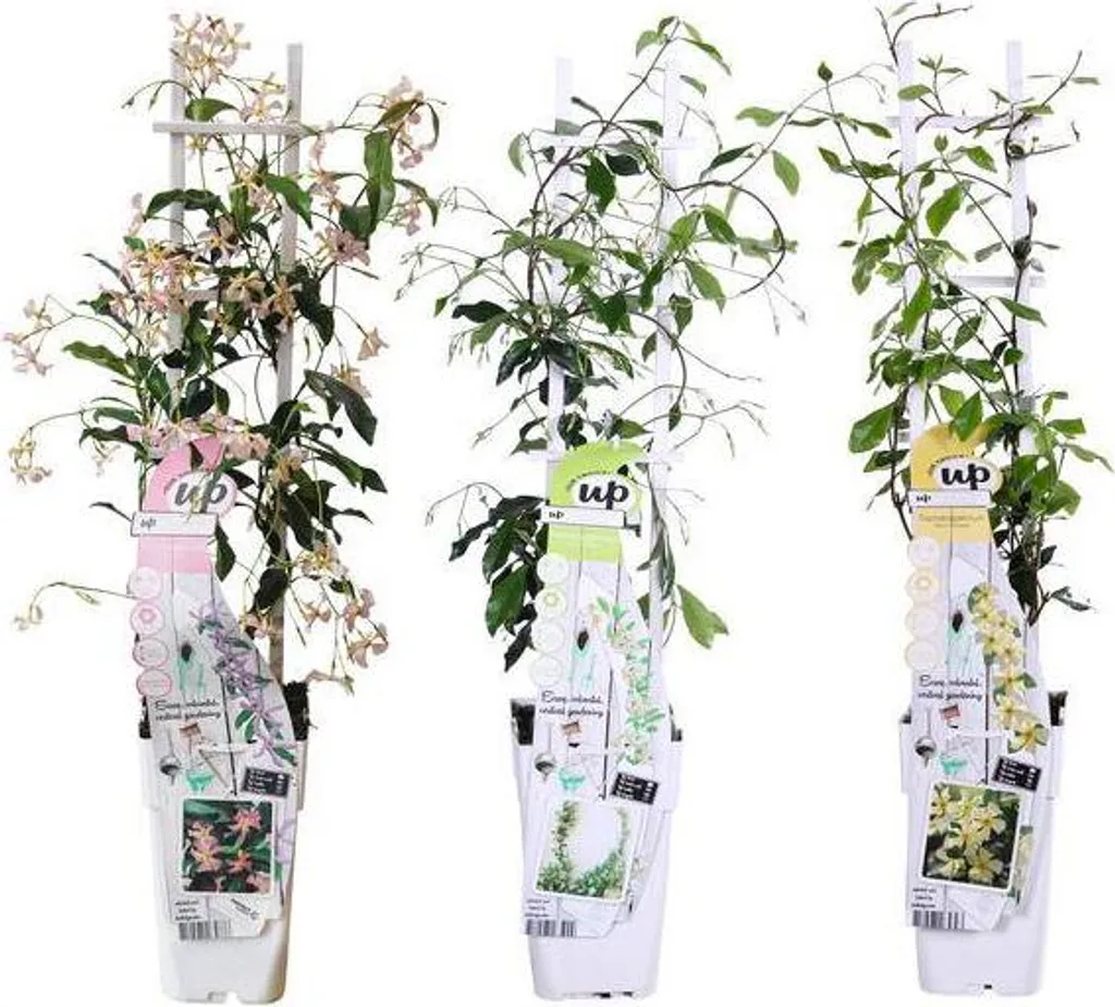 Trachelospermum jasmin étoilé - Solution grimpante résistante au gel