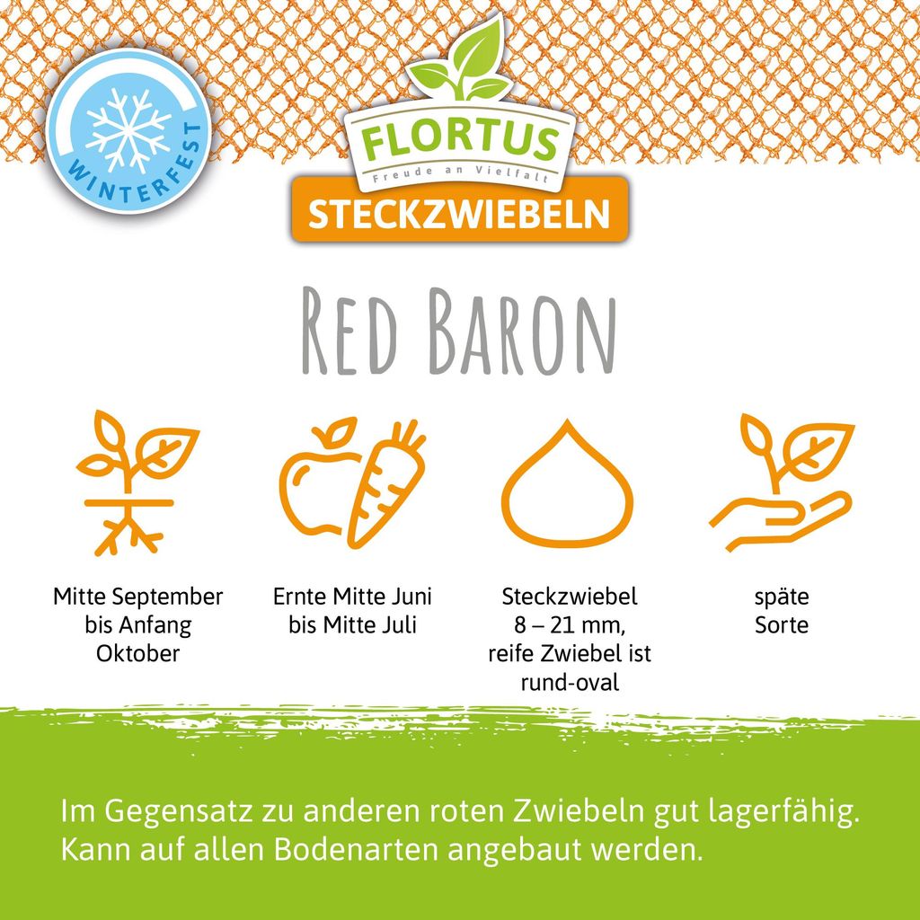 Artikelbild 9 von 'Wintersteckzwiebel Red Baron' aus der Kategorie Wintersteckzwiebeln