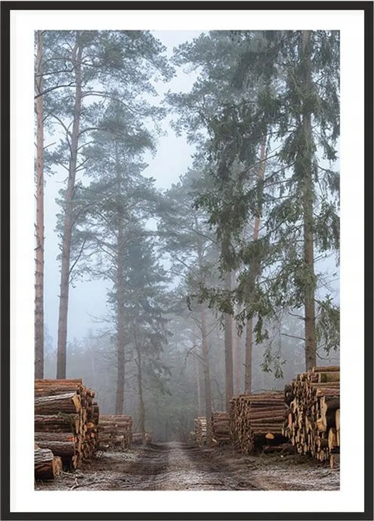 Quadro Bosco Incantato Forest P2015 | Cornice 53x73 cm per la Casa