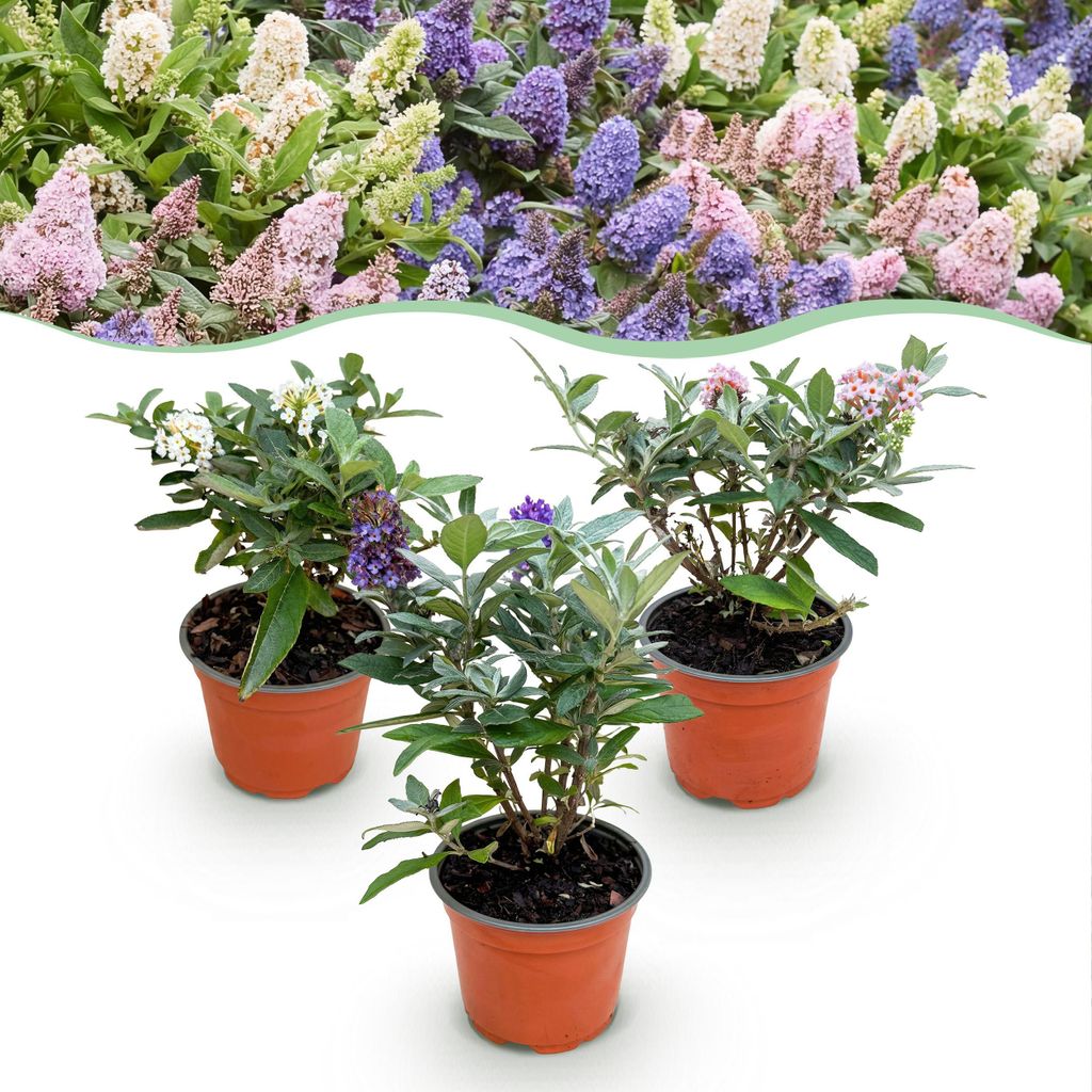Green boutiQ - Gartenpflanze - Buddleja davidii Butterfly Produktbild 
