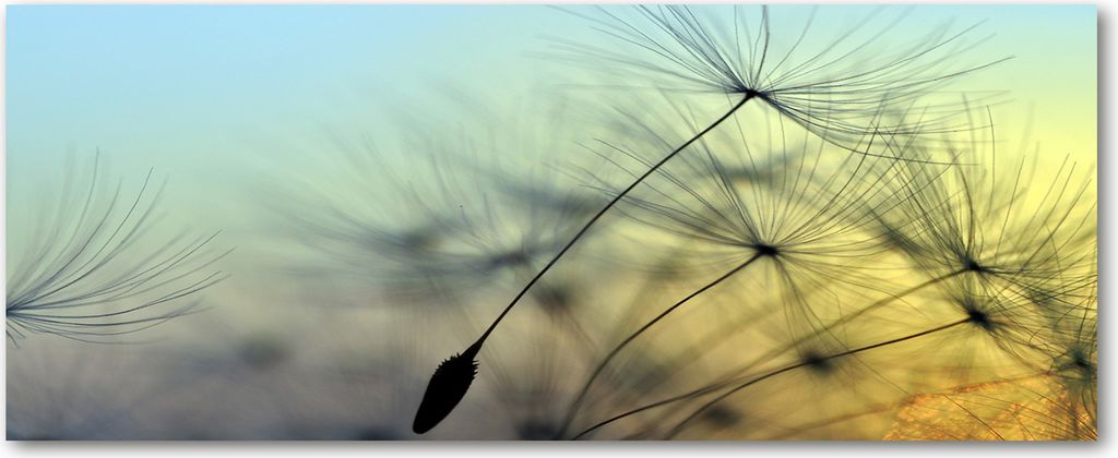 Tulup Leinwandbild - 125x50 cm - Wandkunst - Drucke auf Leinwand - Leinwanddruck - Blumen & Pflanzen - Blau - Pusteblume