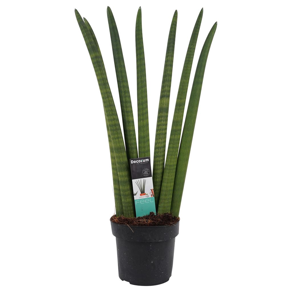 50 cm Bogenhanf Zimmerpflanze Sansevieria Cylindrica Straight ca 