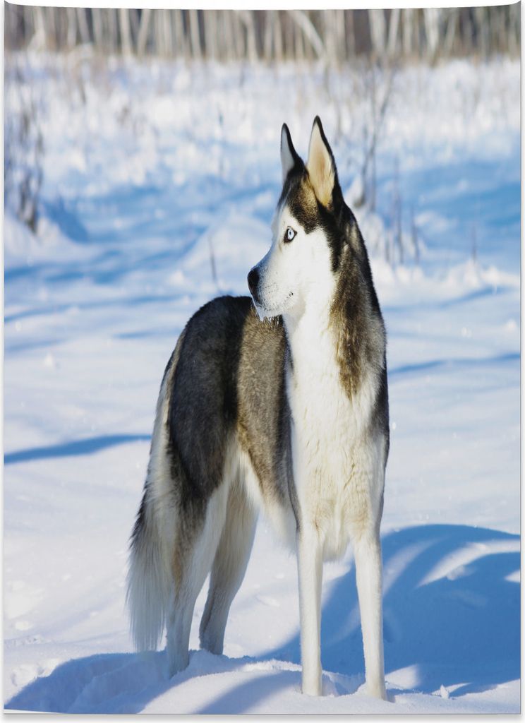 Abakuhaus Alaskan Malamute Wandteppich, Schlittenhund auf Schnee aus Weiches Mikrofaser Stoff Kein Verblassen Klare Farben Waschbar, 110 x 150 cm, ...