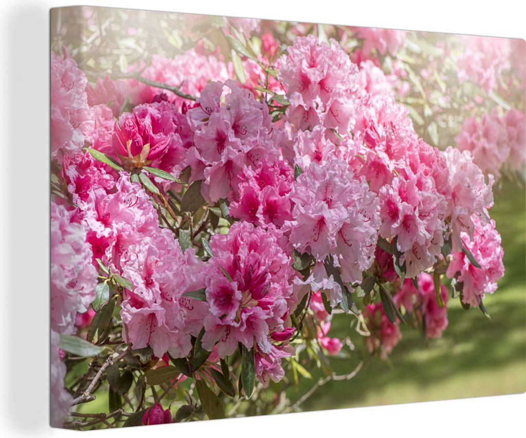 OneMillionCanvasses - Leinwandbilder - 140x90 cm, Sommerfarben der Hortensie, Wandbilder Kunstdruck Wanddekoration - Foto auf Leinwand - Gemälde...