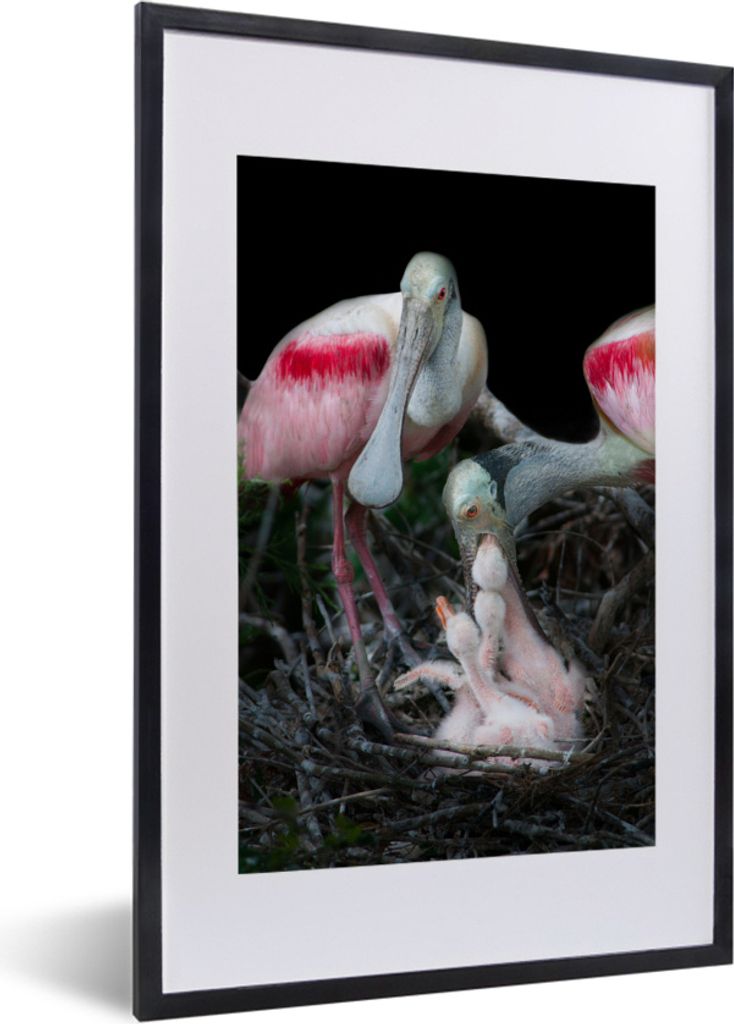 MuchoWow® MuchoWow® Gerahmtes Poster Vögel - Nest - Küken Produktbild 
