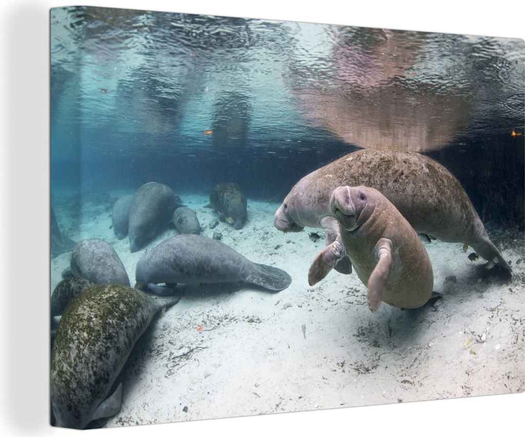 OneMillionCanvasses - Leinwandbilder - 140x90 cm, Eine Gruppe von Seekühen, Wandbilder Kunstdruck Wanddekoration - Foto auf Leinwand - Gemälde ...