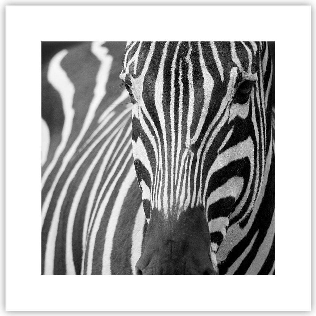 Poster - Poster ohne Rahmen - Tiere Zebra gestreift - 30x30 cm - Wand Bild - Wanddeko - Wandbilder - Kunstposter - Wandposter - Bilder - Kunstdruck...