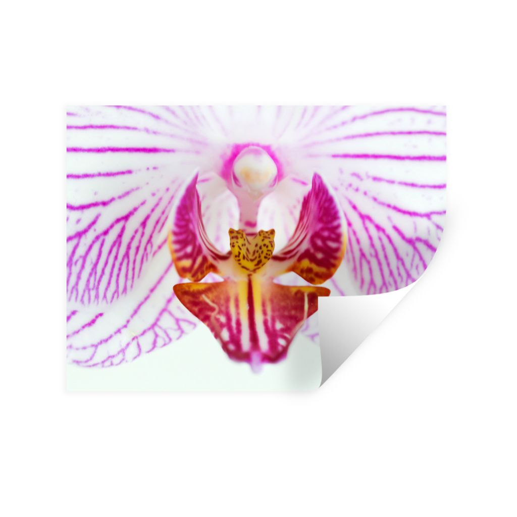 MuchoWow Wandtattoo Wandsticker Wandaufkleber Orchidee Detail 120x90 cm Selbstklebend und Repositionierbar - Aufkleber
