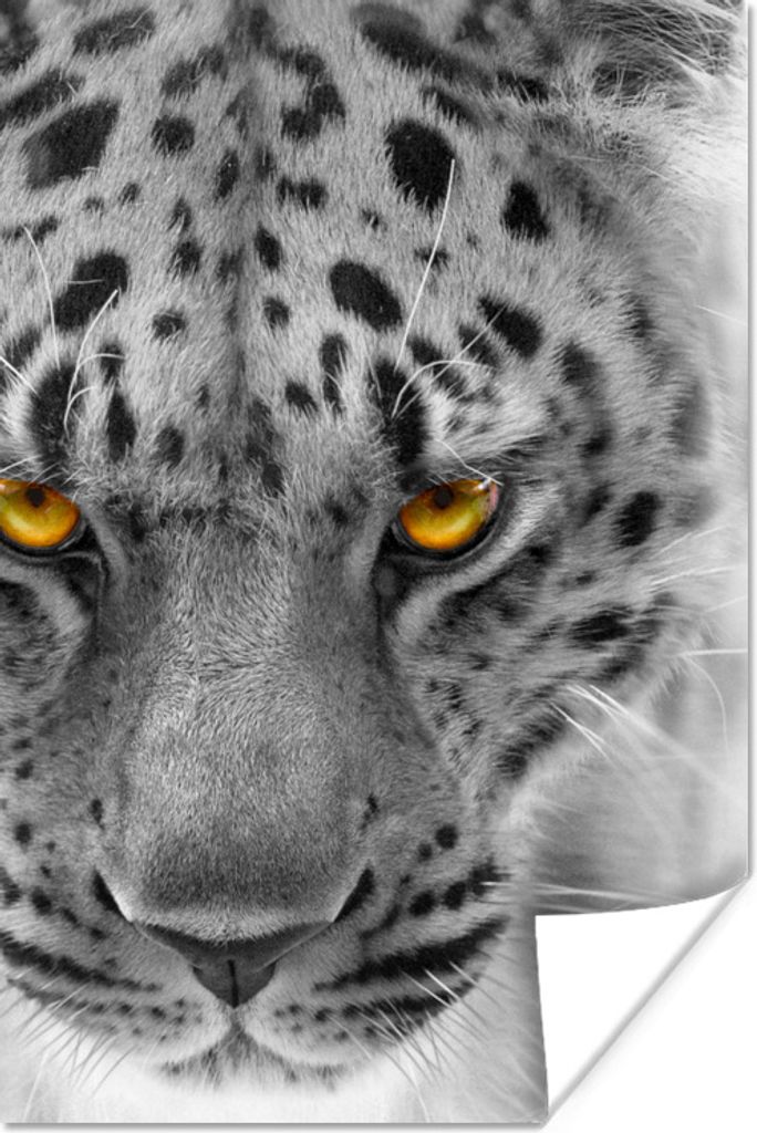 MuchoWow Poster Leopard - Schwarz - Weiß - Gelb 40x60 cm - Plakate für die Wand - Poster Babyzimmer