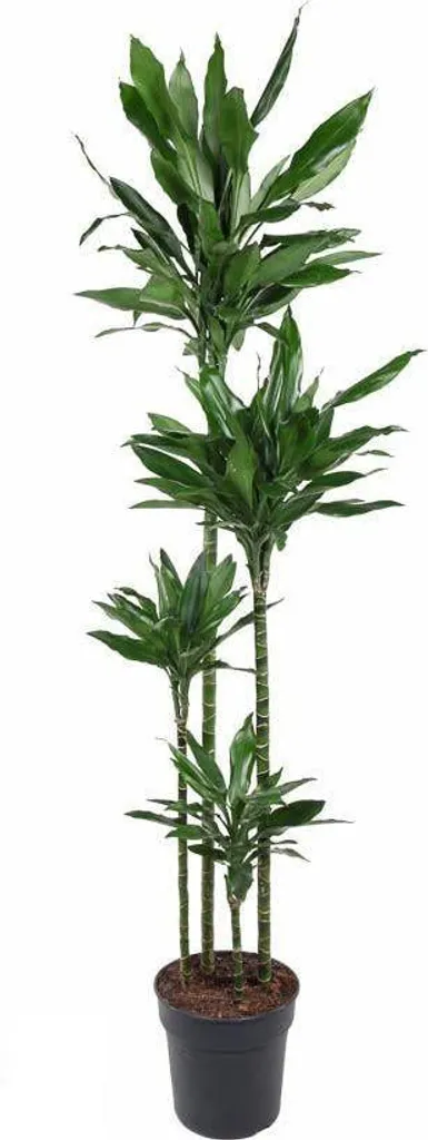 Plante d'intérieur Dracaena Janet Lind 180 cm - Grande plante verte XL
