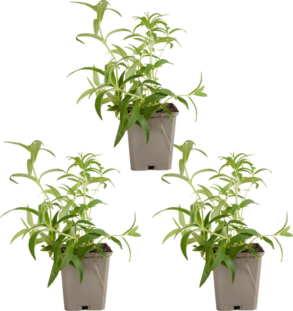 3x Nepeta nervosa Blue Moon P9 H20