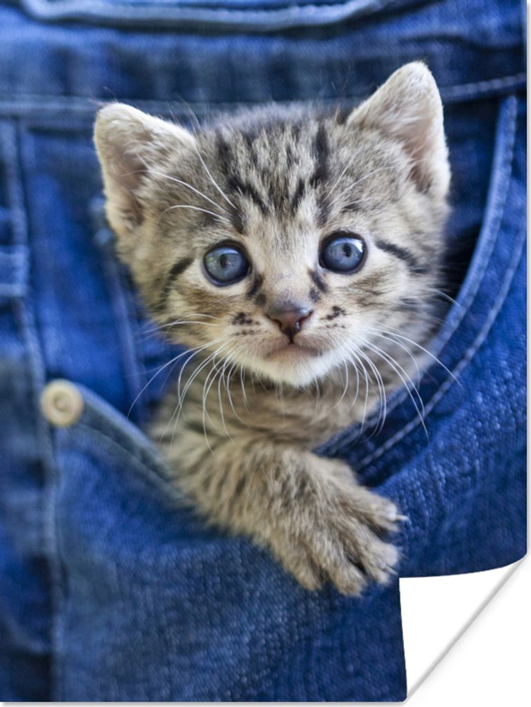 MuchoWow Poster Ein Kätzchen in Denim-Jeans 90x120 cm - Wohnzimmer