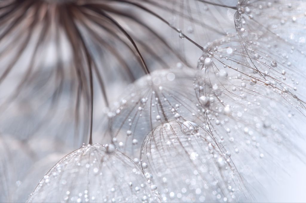 Muralo Fototapete Blumen 208 (B) x 146 (H) cm Vlies Tapete Wandtapeten Wohnzimmer Schlafzimmer moderne Wandbilder XXL Pflanzen Natur Wand Dekoration