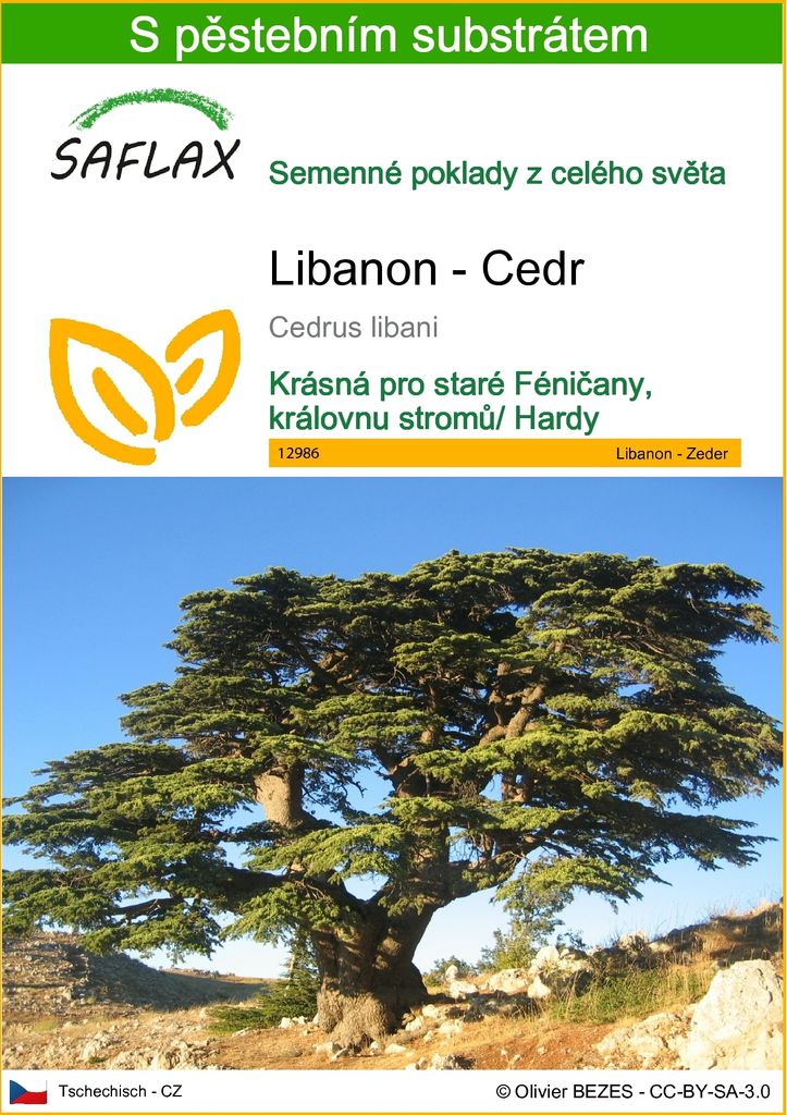 SAFLAX - Libanon - Cedr - Cedrus libani - 20 Semena - S Obrázek produktu 