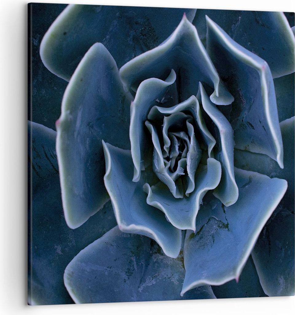 Bild auf Leinwand - Leinwandbild - Einteilig - Blau Kaktus Blume - 50x50cm - Wand Bild - Wanddeko - Wandbilder - Leinwanddruck - Bilder - Wanddekor...