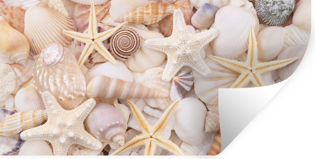 MuchoWow Wandtattoo Wandsticker Wandaufkleber Seestern - Muscheln - Strand - Sommer 120x60 cm Selbstklebend und Repositionierbar - Sticker - Deko...