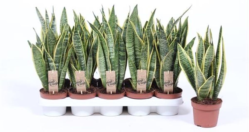 Sansevieria trifasciata Laurentii 40 cm Bogenhanf Zimmerpflanze