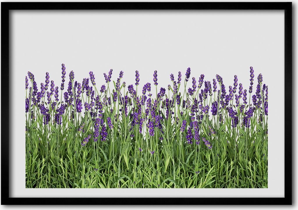 Bild - Bilder - Bilderrahmen - 70 cm x 50 cm - MDF-Rahmen, Wandkunst Lavendelblüten