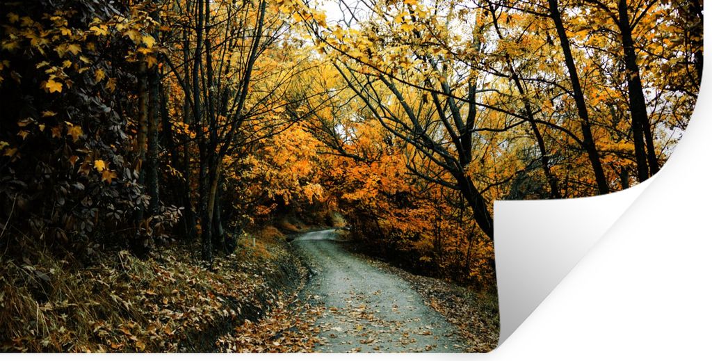 MuchoWow Wandtattoo Wandsticker Wandaufkleber Blätter - Herbst - Wald 80x40 cm Selbstklebend und Repositionierbar - Aufkleber