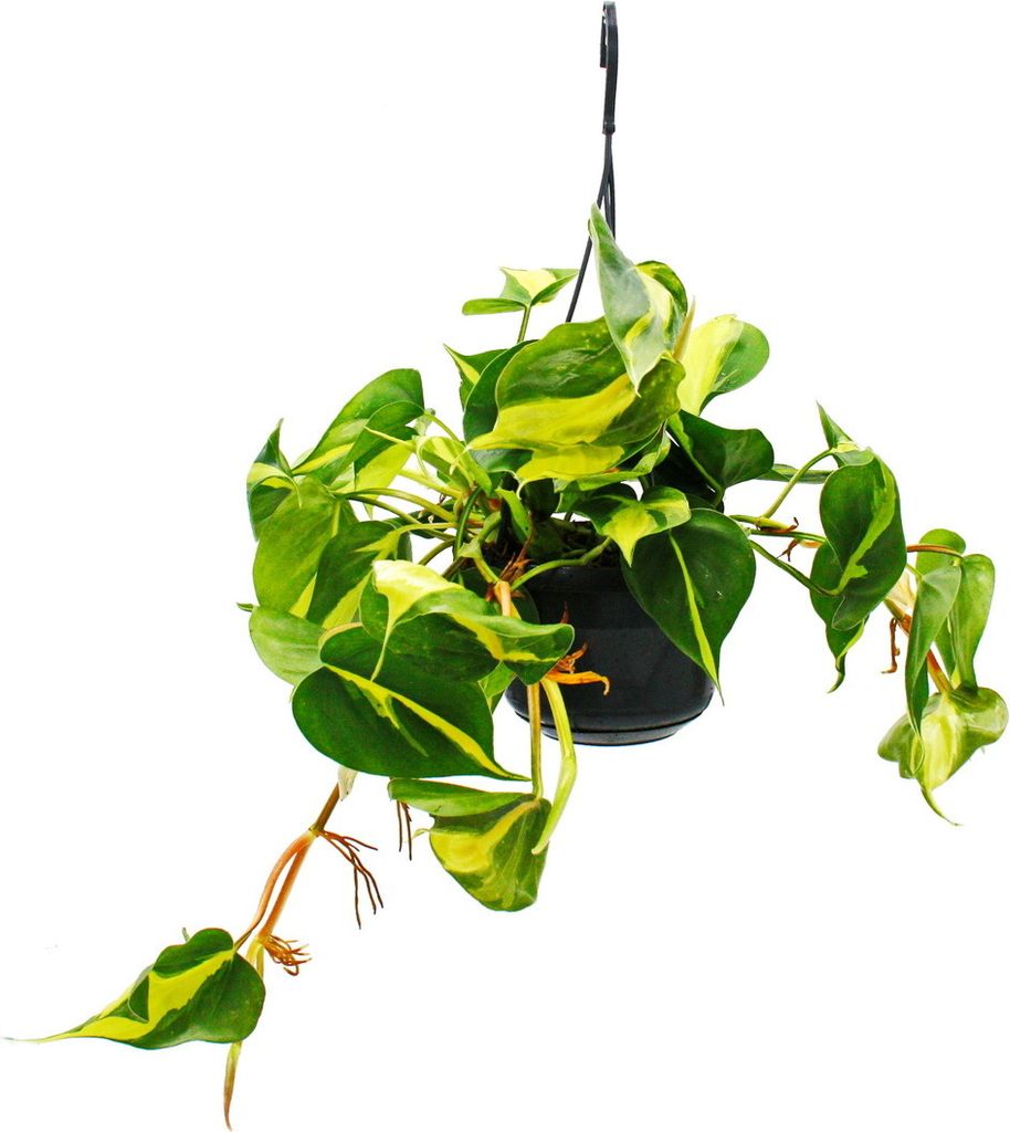 Philodendron scandens Brasil - ami des arbres grimpants - Image du produit 