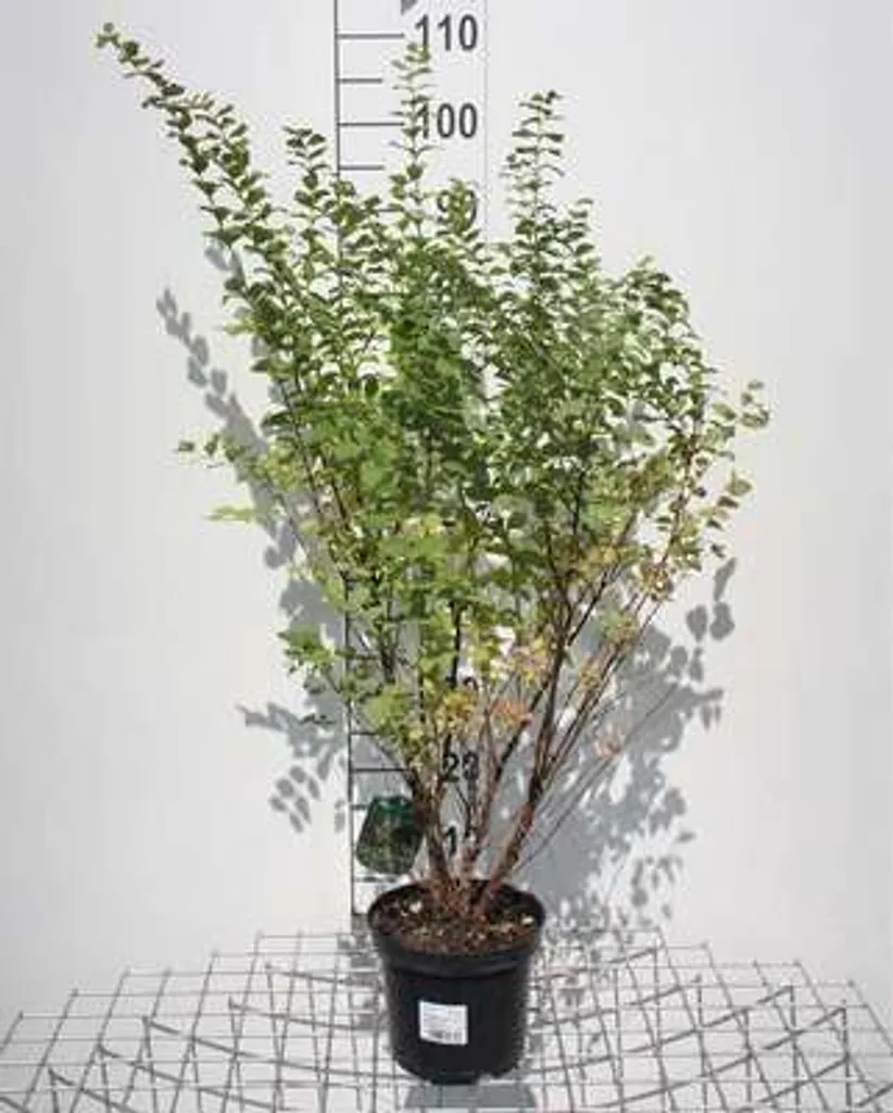 Mûrier des neiges Symphoricarpos chenaultii pour zones ombragées