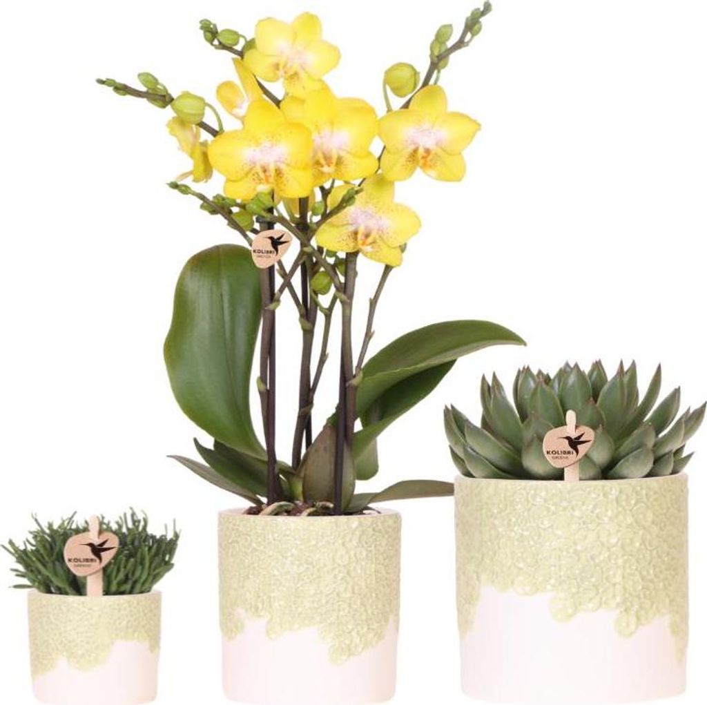 Kolibri Company | Bloom Green Pflanzenset | Gelbe Albenga Orchidee 9cm + Grünpflanzen inkl. Übertöpfe