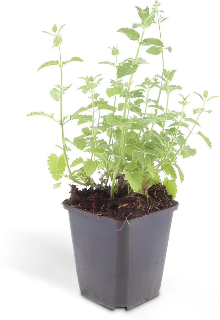 Nepeta faassenii Six Hills Giant - Lot de 60 plantes vivaces en pot 9cm