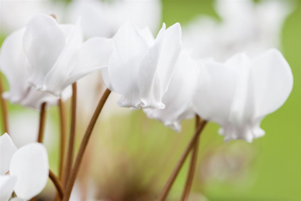 Cyclamen hederifolium 'Album', Alpenveilchen, weiß, ca. 9x9 Produktbild 