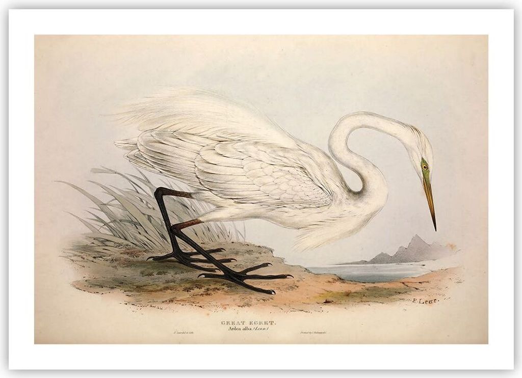 Poster - Poster ohne Rahmen - Vogel Weiß Reiher - 70x50 cm - Wand Bild - Wanddeko - Wandbilder - Kunstposter - Wandposter - Bilder - Kunstdruck - ...