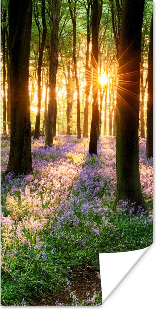 MuchoWow Poster Wald - Blumen - Lavendel - Sonne - Lila - Natur 20x40 cm - Plakat - Foto