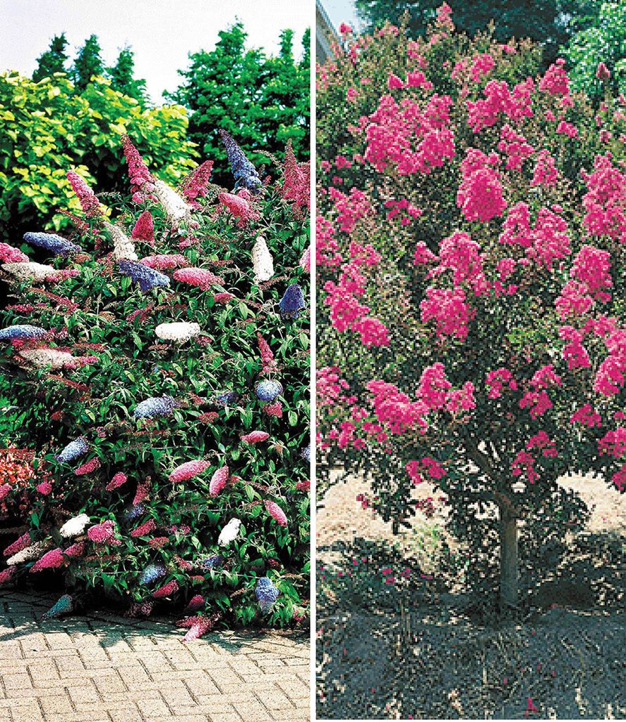 BALDUR Garten 2er Blüten-Sträucher-Kollektion Sommerflieder Produktbild 