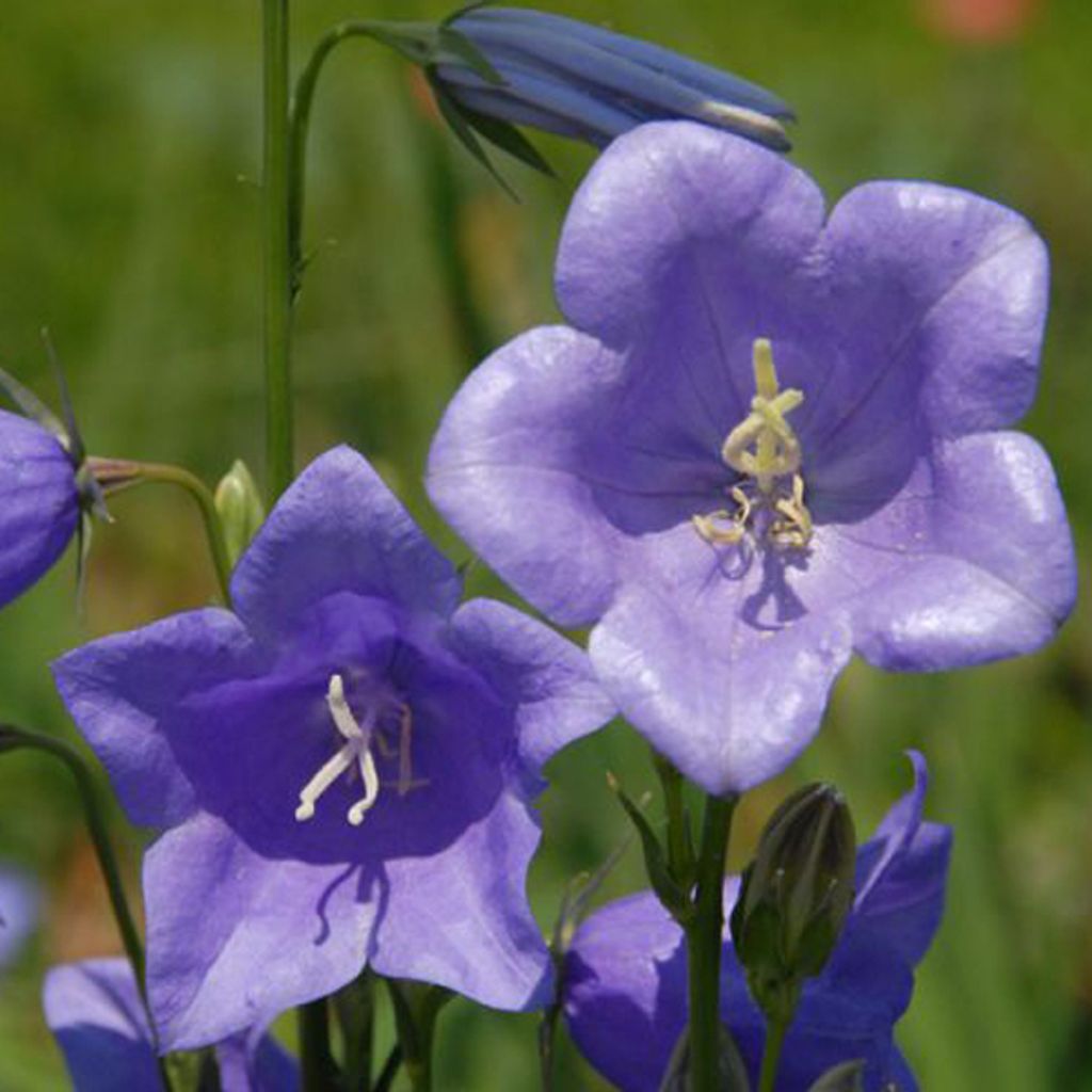 6 x Flachschalige Glockenblume - Campanula persicifolia 'Grandiflora Coerulea' | Topf 9cm x 9cm
