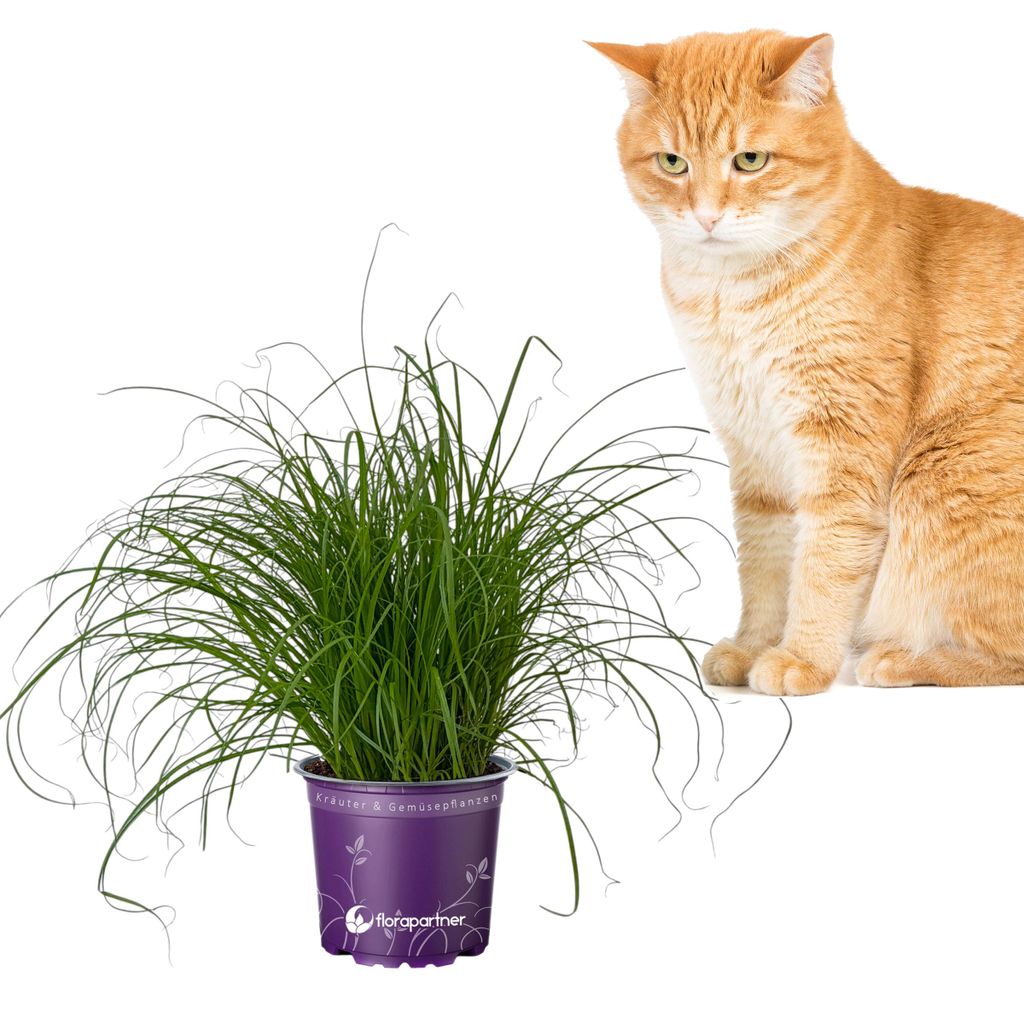 florapartner Frisches Katzengras (Cyperus zumula)  1 Produktbild 