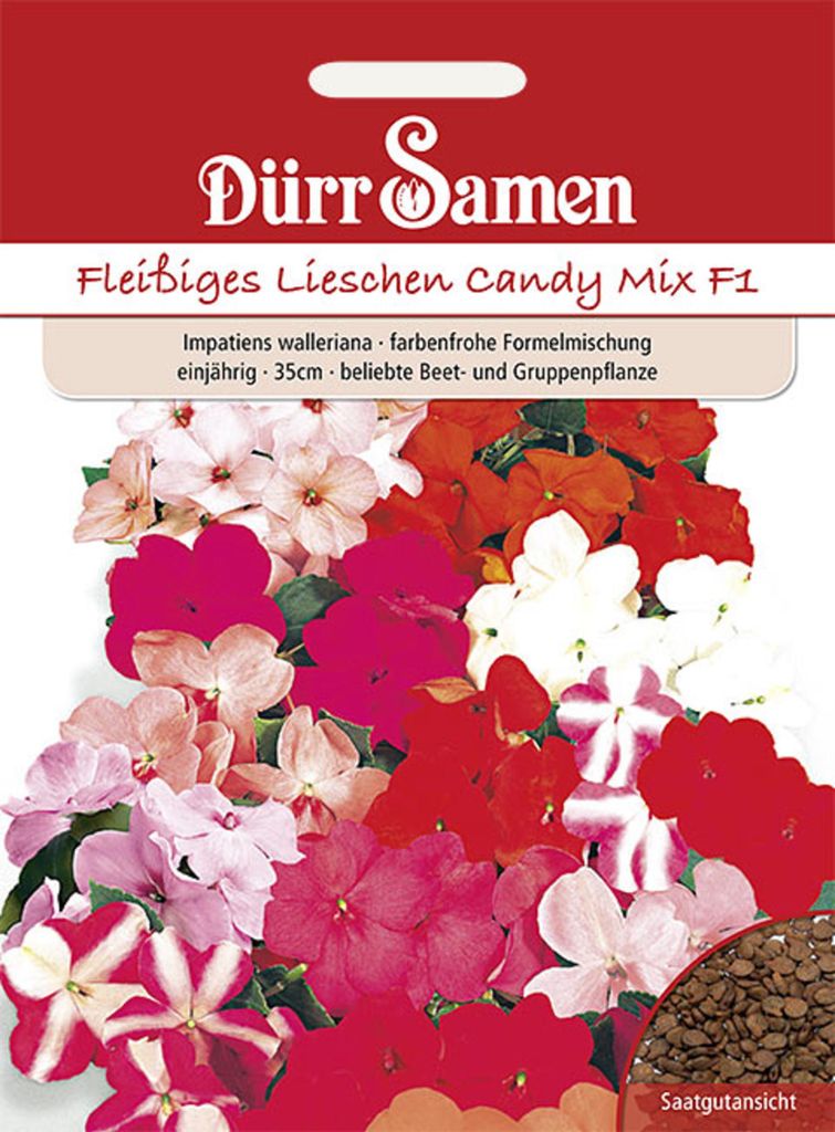 Dürr-Samen - Fleißige Lieschen Mischung F1 einjährig 35 cm Produktbild 
