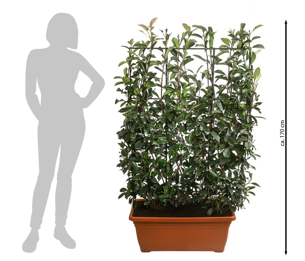fensterblatt stecklinge Monstera 'Thai Constellation' Steckling kaufen