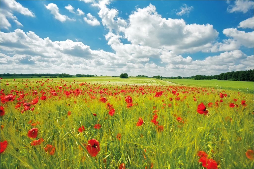 Wallario selbstklebendes Poster - Grüne Wiese mit Mohnblumen, Größe: 61 x 91,50 cm