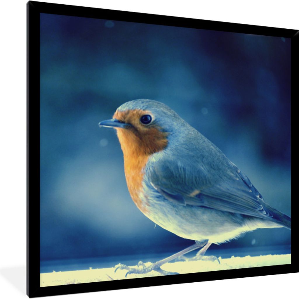 MuchoWow Gerahmtes Poster Rotkehlchen - Blau - Schnee 40x40 cm - Poster mit Schwarzem Bilderrahmen Wandposter Rahmen Foto Bilder - Mit Rahmen - W...