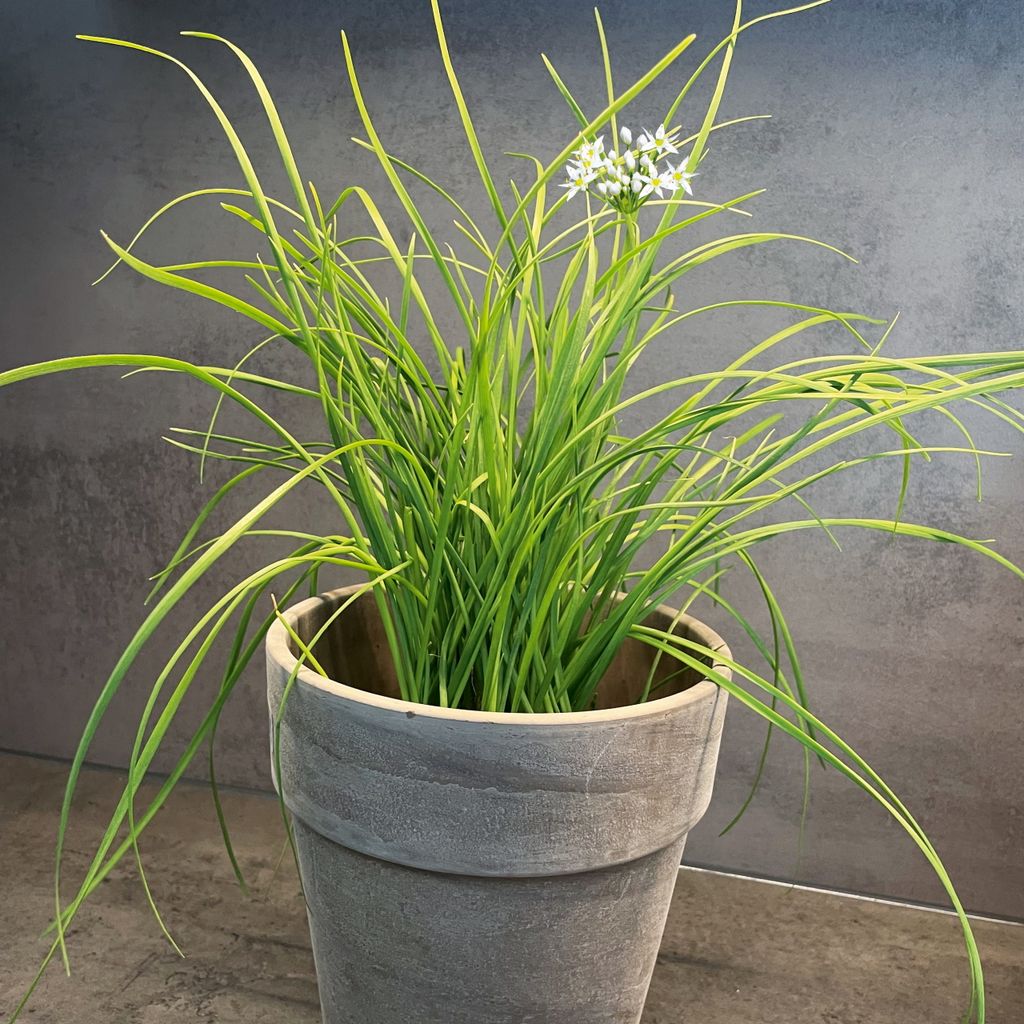 Schnittknoblauch Mehrjährig Samen - Allium tuberosum - Produktbild 5