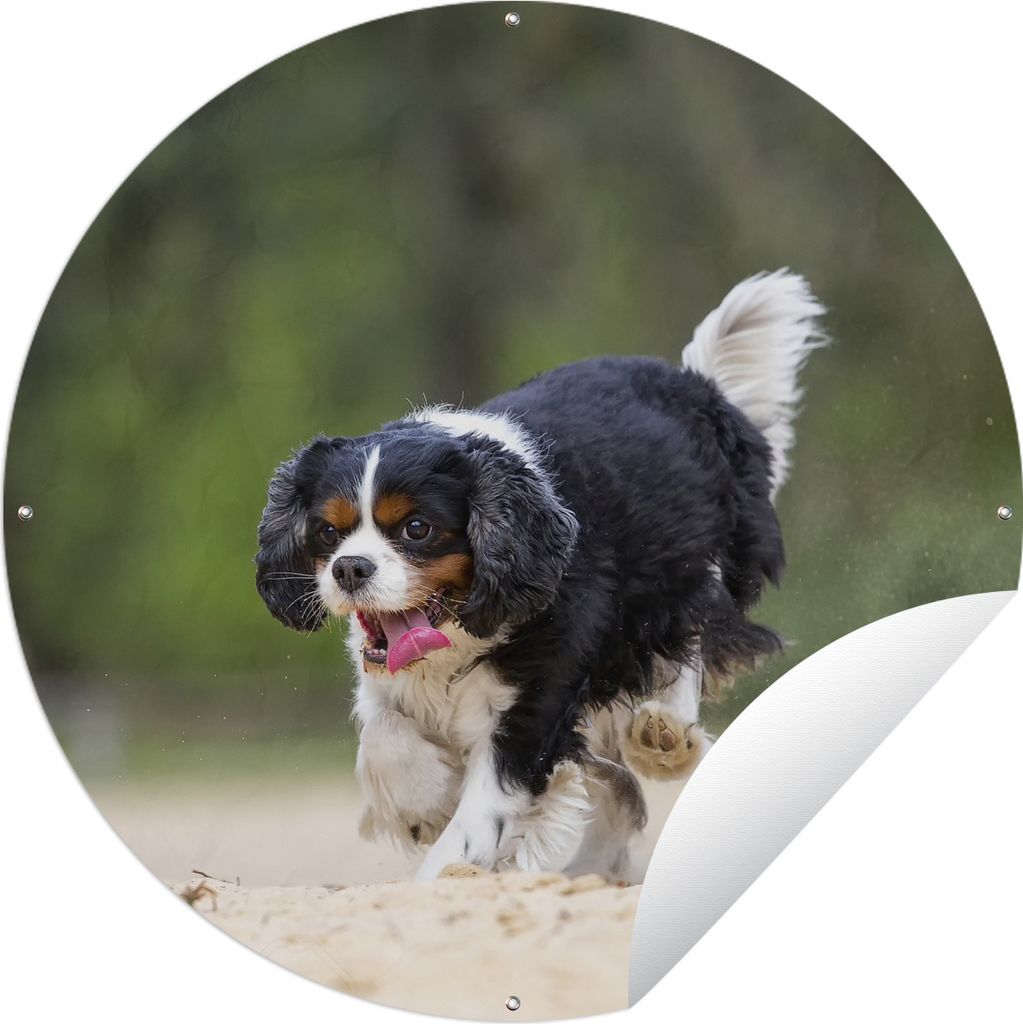 MuchoWow Gartenposter Outdoor-Poster Rund Ein Cavalier King Charles Spaniel spielt mit einem Tennisball Ø 90 cm Gartendeko Rundes Poster draußen