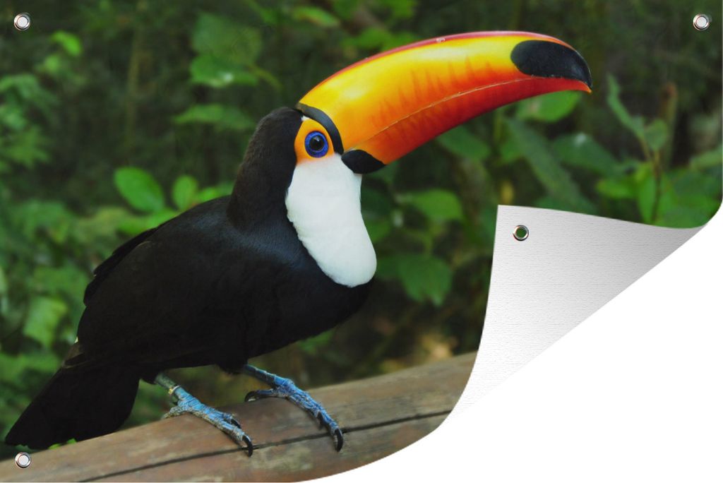MuchoWow 60x40 cm Outdoor-Poster Gartendeko Sichtschutz Garten Poster für den Garten Ein Tukan sitzt auf einem Baumstamm