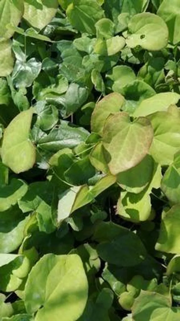 6 Epimedium pub. Orange Königin - Fleur des Elfes en Pots de 9x9 cm