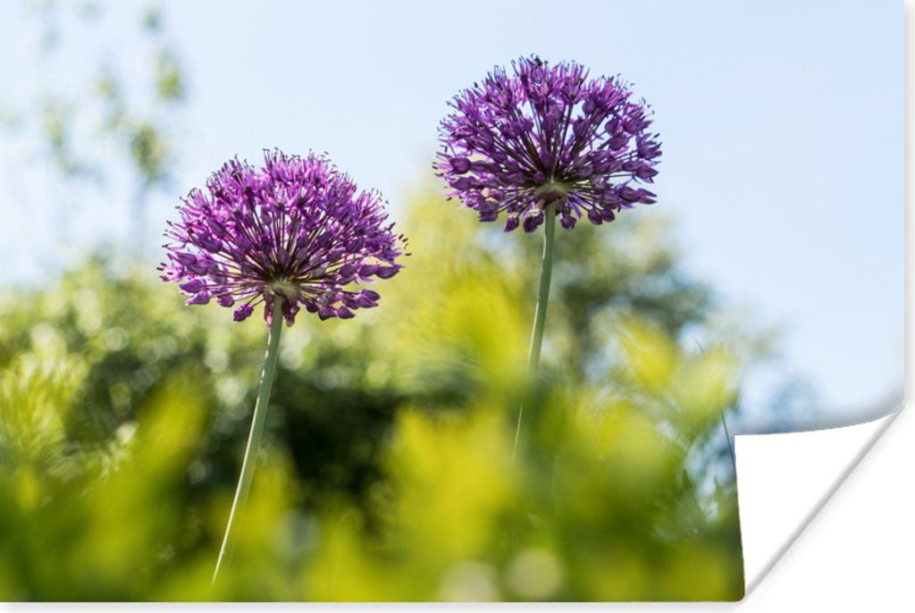 MuchoWow Poster Blumen - Garten - Lila 30x20 cm - Plakate - Print