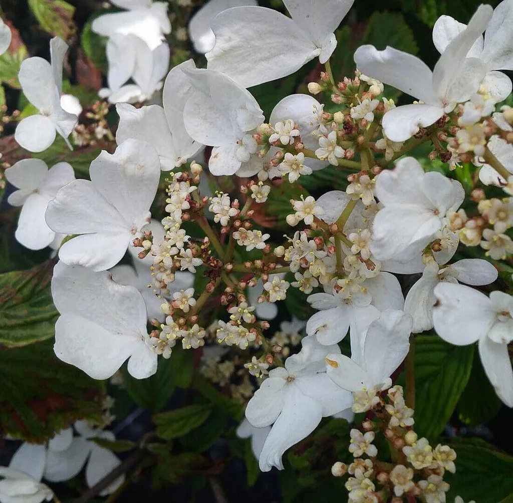 Viorne de Chine Mariesii - Arbuste de Haie Fleurie pour Jardin Zen